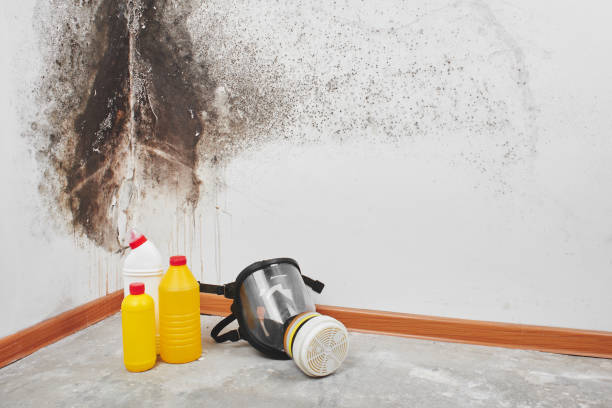 Best Toxic Mold Removal  in Bawcomville, LA