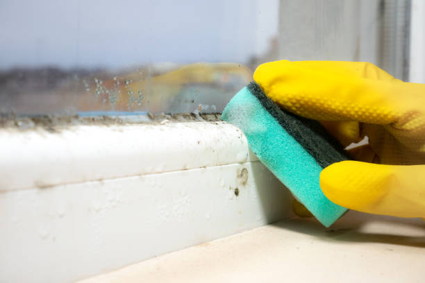 Best Home Mold Removal  in Bawcomville, LA
