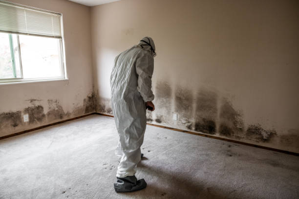 Best Office Mold Removal Services  in Bawcomville, LA