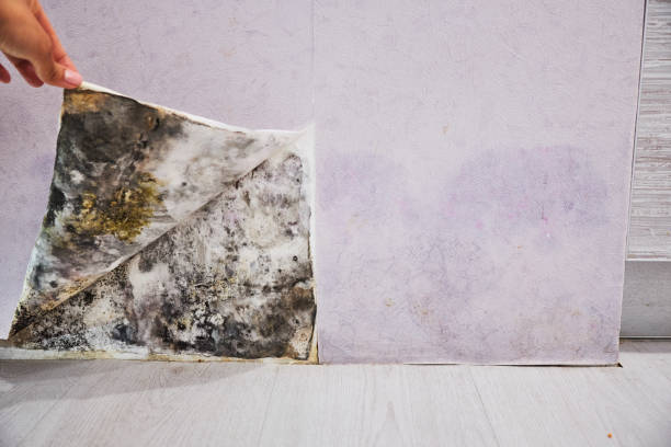 Best Professional Mold Removal  in Bawcomville, LA
